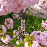 大阪造幣局　桜の通り抜けをストレスフリーで楽しむ方法2019